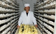 鵝孵化的過程中會出現(xiàn)哪些問題，如何解決？