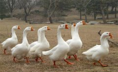 母鵝蛋子瘟的癥狀、預防方法和治療方法