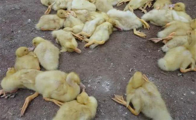 鵝白痢的癥狀、特點與預防治療方法