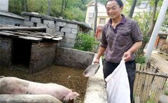 農(nóng)村庭院養(yǎng)豬的優(yōu)勢(shì)與好處是什么？