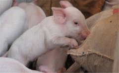 如何提高二元雜交豬的配種率、產(chǎn)仔率？