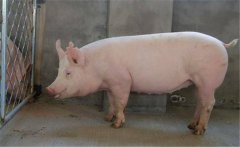 種公豬如何飼喂？種公豬的飼養(yǎng)管理技術(shù)要點