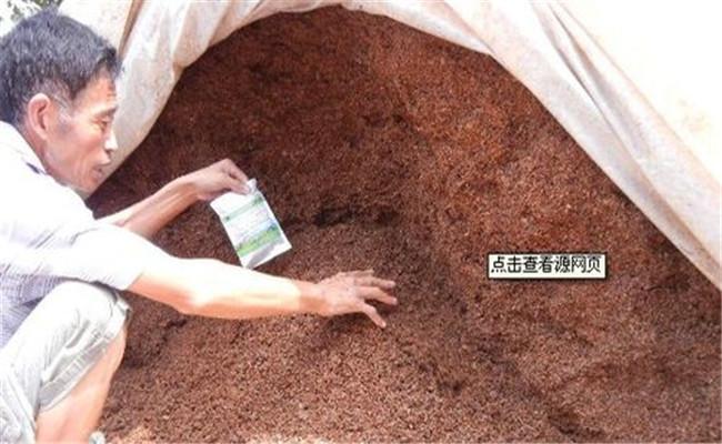 使用酒糟喂豬的具體方法，酒糟喂豬需注意什么