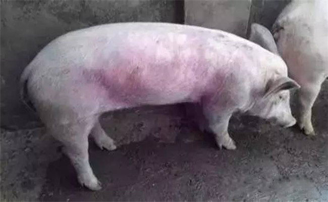 豬常用飼料、藥物中毒救治方法