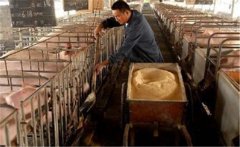 生料喂豬飼料如何選擇、飼喂方式有哪些講究？