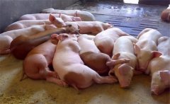 飼料生喂有什么優(yōu)點？生飼料喂豬注意事項
