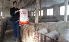 養(yǎng)豬要選擇配合飼料，如何提高豬飼料的利用率