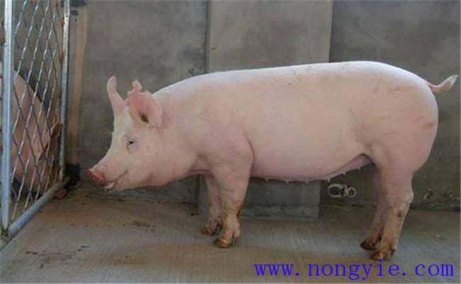 種公豬管理三要素：運動、單圈詞養(yǎng)和防暑降溫