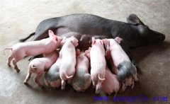 如何縮短仔豬哺乳周期，有效提高母豬飼養(yǎng)效益