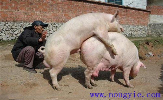 加強飼養(yǎng)管理，保證配種質量