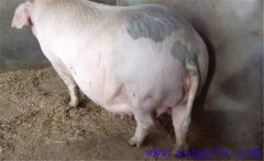 妊娠母豬夏季為什么流產(chǎn)多，妊娠母豬如何度夏