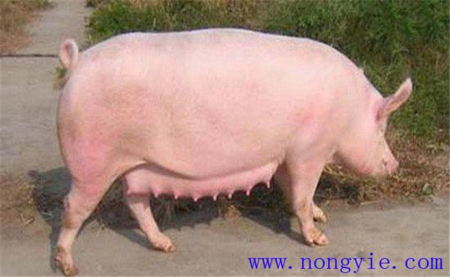 調(diào)整飼料，加強(qiáng)飼養(yǎng)管理