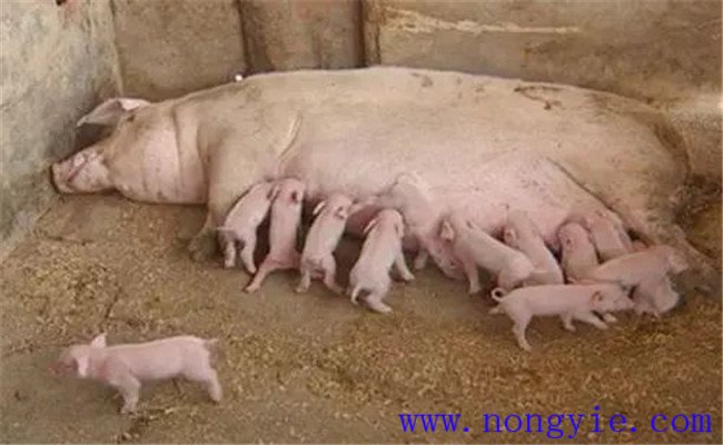 怎樣治療母豬無(wú)乳或泌乳不足，如何預(yù)防