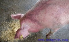 怎樣治療懷孕母豬不吃食，其發(fā)病原因是什么？