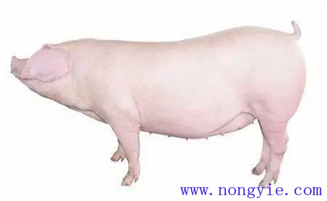 怎樣選擇后備母豬？挑選后備母豬的技術(shù)要點(diǎn)