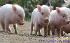 如何治療斷奶仔豬應(yīng)激性腹瀉，發(fā)病原因是什么