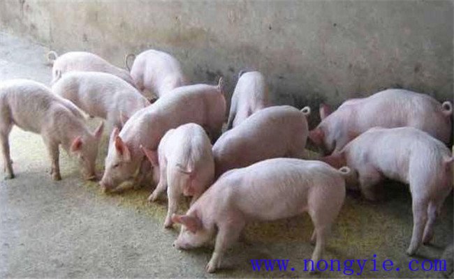 哺乳仔豬如何補(bǔ)飼，哺乳仔豬早期補(bǔ)飼技術(shù)要點(diǎn)