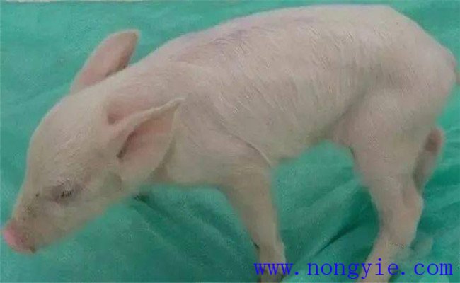 新生仔豬低血糖的癥狀、治療和預防方法