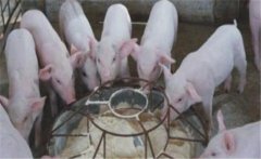 仔豬斷奶應(yīng)激如何預(yù)防，絕食仔豬怎樣進(jìn)行挽救