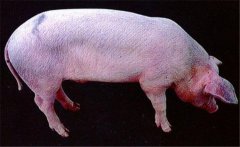 豬藍(lán)耳病有哪些癥狀 高致病性藍(lán)耳病傳染人嗎？