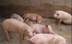 豬喘氣病的預(yù)防措施，豬喘氣病的疫苗免疫問(wèn)題