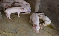 治療豬痢疾需注意哪些事項(xiàng)？豬痢疾的治療方法