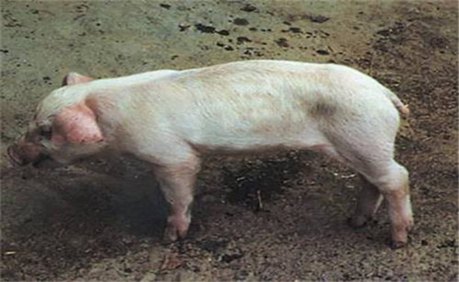 豬副嗜血桿菌病的臨床癥狀、診斷與治療方法