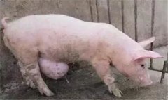 臍疝的類型與癥狀，豬發(fā)生臍疝怎么辦？