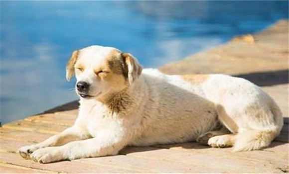 怎樣養(yǎng)好老齡犬，養(yǎng)殖老齡犬應(yīng)注意哪些問題