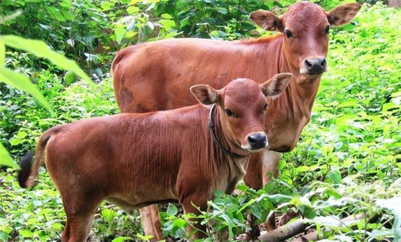 家畜青草搐搦的發(fā)病原因、預(yù)防方法與治療方法