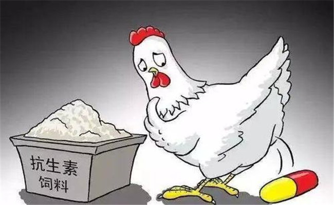 怎樣在飼料中添加抗生素？使用抗生素注意事項