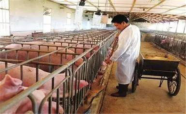 飼料青貯過程中微生物的活動特點(diǎn)