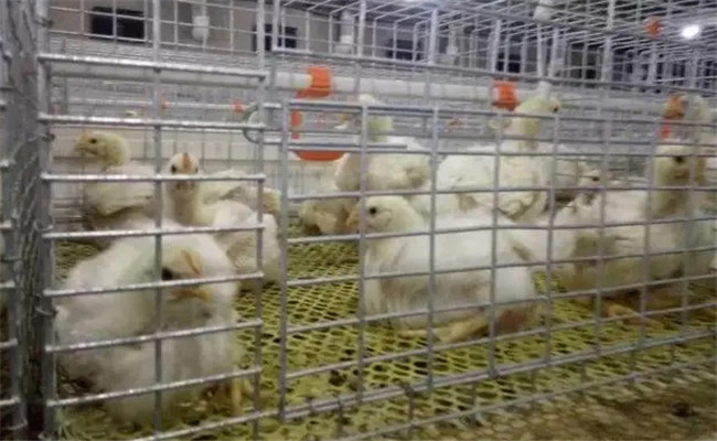 堅(jiān)持隔離飼養(yǎng)，加強(qiáng)家禽保健與疾病防治