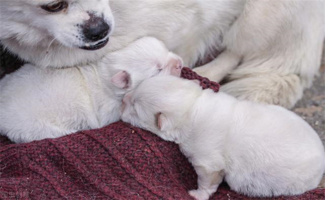 怎樣照料剛買來的幼犬、讓幼犬盡快熟悉新環(huán)境