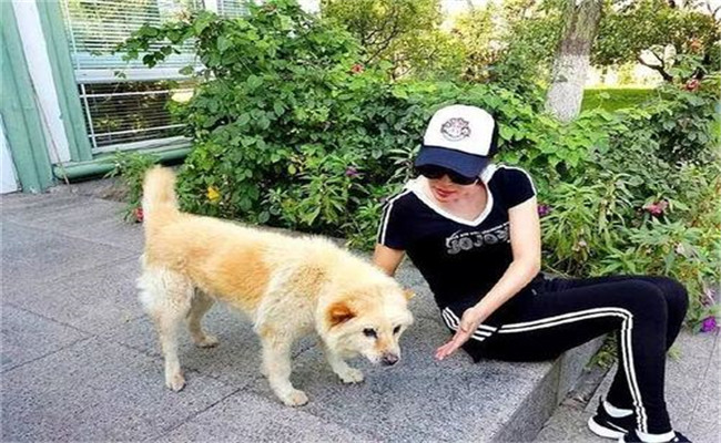 怎樣喂養(yǎng)妊娠犬、哺乳犬