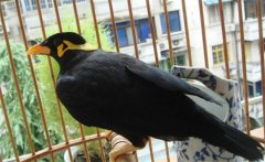 養(yǎng)鳥(niǎo)要注意什么？介紹鳥(niǎo)的衛(wèi)生要求及四季管理