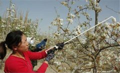 李子花期如何管理？李子花期有哪些注意事項？
