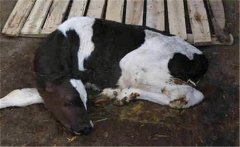 新生牛犢拉綠屎的原因是什么，如何治療？
