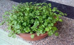 香菜陽臺(tái)怎么種？陽臺(tái)香菜的種植時(shí)間與方法