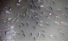 鯽魚在什么季節(jié)產卵，鯽魚產卵需要什么條件