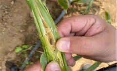 生姜種植如何防治姜薊馬？姜薊馬用什么藥？