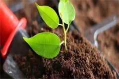 多菌靈可以直接澆灌嗎？如何使用多菌靈灌根？
