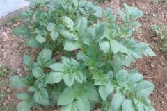 土豆秧用不用打尖和打叉，開花后施什么肥料？