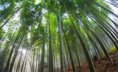 毛竹的生長(zhǎng)特點(diǎn)，毛竹的變種、變型及品種簡(jiǎn)介