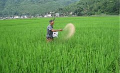 水稻生產(chǎn)為什么要多施鉀肥，水稻怎么施用鉀肥