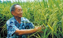 雜交水稻是哪兩種水稻雜交的 可以自己留種嗎？
