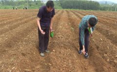 豇豆苗期如何管理？如何確定豇豆的移栽苗齡？