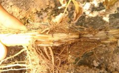 怎樣防治黃花菜根腐病，發(fā)病原因是什么？