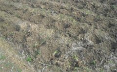 怎樣給黃花菜施肥？黃花菜不同生長期施什么肥