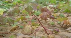 棉花莖枯病的發(fā)病癥狀！棉花莖枯病防治農(nóng)藥！